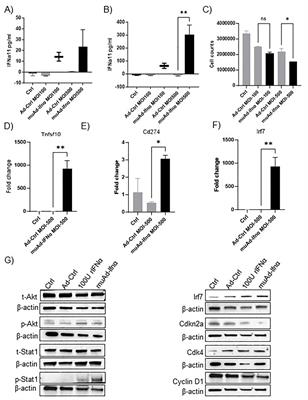 Single-cell RNA sequencing analysis identifies acute changes in the tumor microenvironment induced by interferon α gene therapy in a murine bladder cancer model